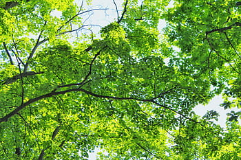 bottom photography, tree, leaves, bottom, photography, nature, leaf, forest, branch, outdoors, green Color