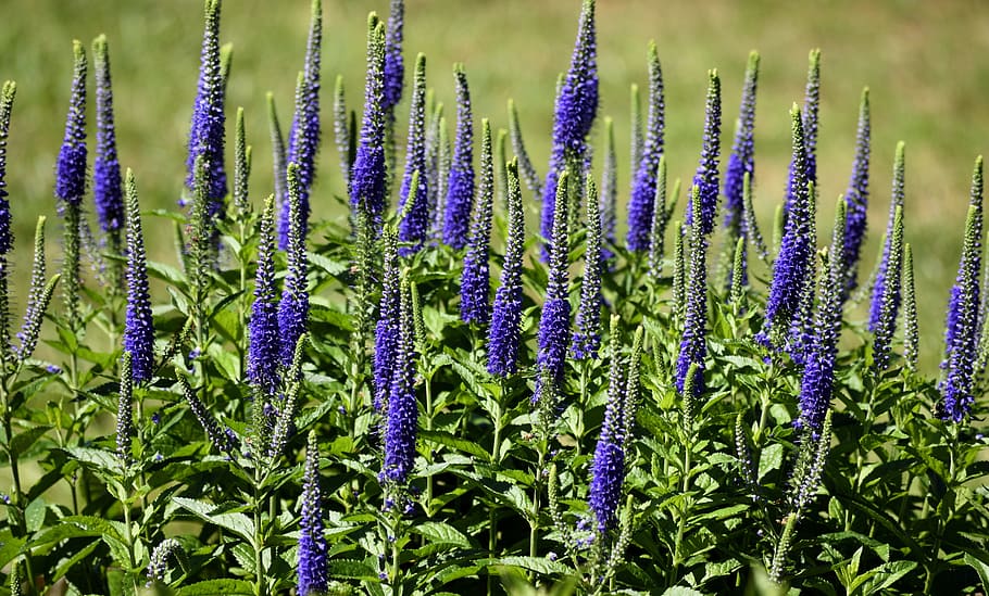 stella fiammeggiante, fiore, floreale, natura, pianta, denso, gayfeather, fioritura, giardino, viola, nessuno