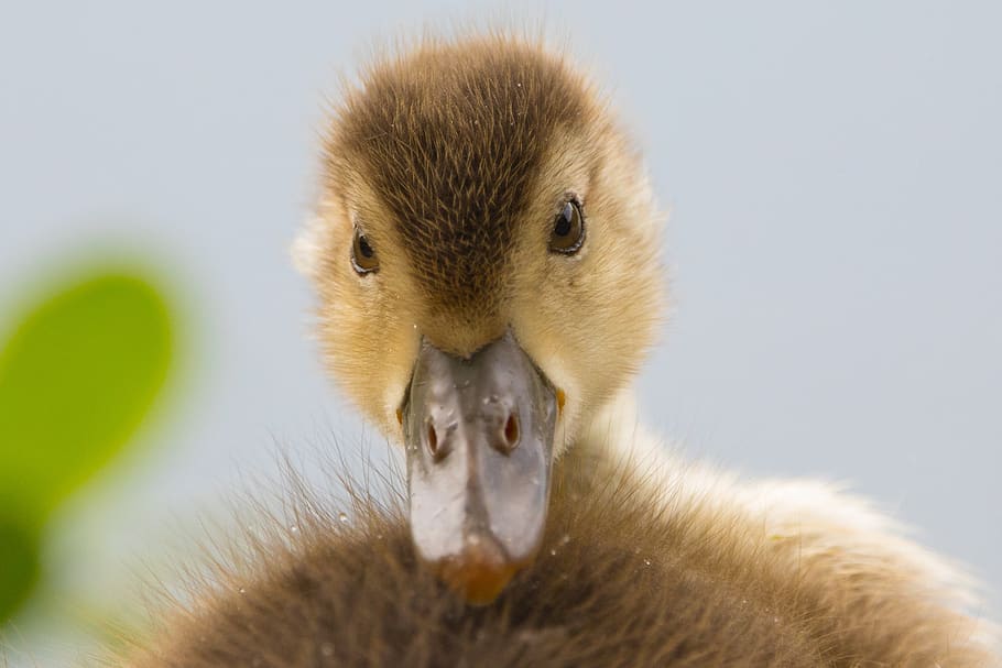 water bird, chicks, cute, ducklings, fluffy, duckling, sweet, young, bill, baby