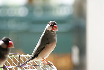 java sparrow, Sakura Java Sparrow, hånd ride java sparrow, fugl, dyr i naturen, dyre temaer, dyreliv, et dyr, dag, ingen mennesker, udendørs