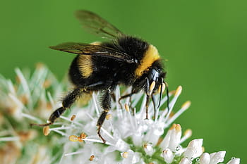 lebah, pengumpul, serbuk sari, bunga, closeup, fotografi, bumble, white, petaled, bumble bee, serangga