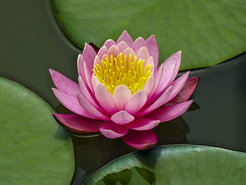 lotus flower, lotus, lake, flowers, water Lily, lotus Water Lily, nature, pond, plant, petal, flower Head