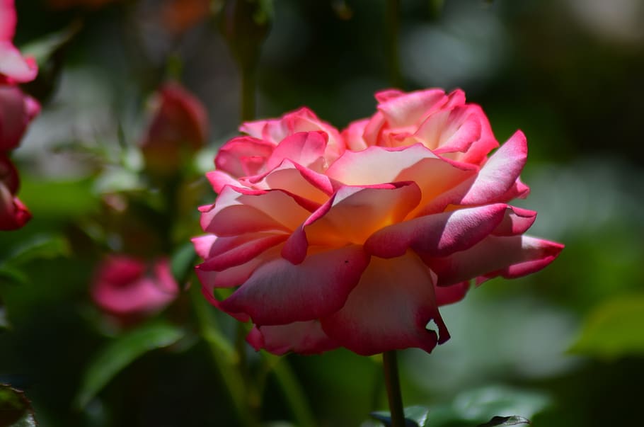 pink, rosary, flower, garden, orange rose, salmon pink, roses, spring, nature, love, beauty
