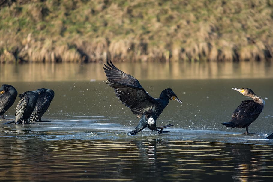 Cormorant, Water Bird, Bird, Bird, bird, animal world, nature, animal, feather, plumage, phalacrocorax carbo, water