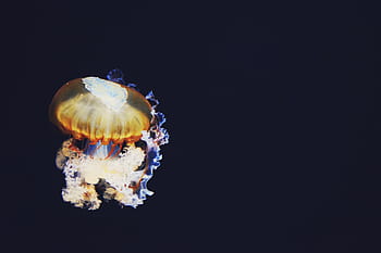 foto, Marrone, beige, illustrazione di meduse, Medusa, buio, colorato, luce, acquatico, animale, vita marina
