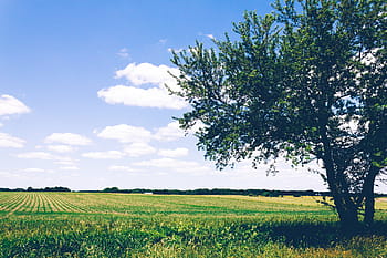 verde, albero, prato, erba, colture, agricoltura, azienda agricola, campo, all'aperto, piante, vista