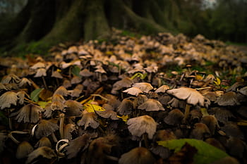 selektivní, zaostřovací fotografie, houby, soustředit se, fotografie, Příroda, les, venku, list, krása v přírodě, rostlina