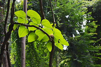 Vine, Vines, Nature, Garden, Peradeniya, sri lanka, mawanella, ceylon, forest, green color, tree