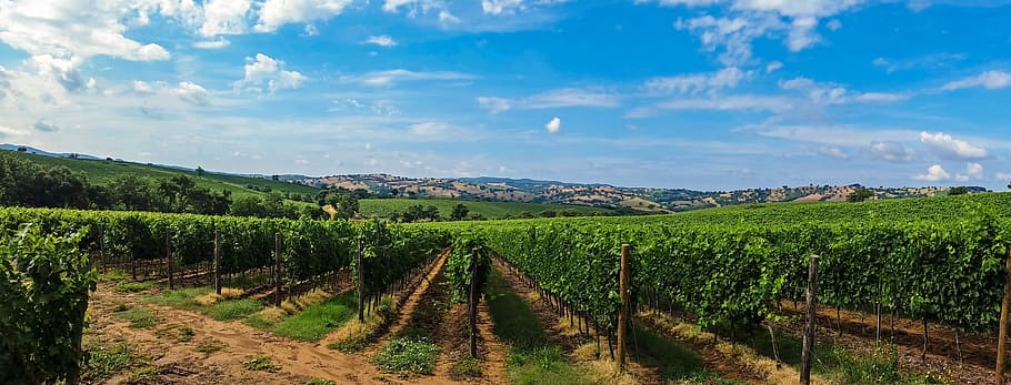 zemědělské oblasti, Průhledná, nebe, hospodařit, pole, Itálie, toskánsko, krajina, panoráma, mraky, víno