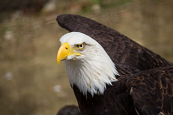 Adler, Vogel, Tier, Feder, Schnabel, Natur, fliegen, draussen