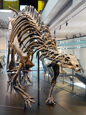 dinosaurio, jurásico, huesos, museo, esqueleto, muerto, ciencia, prehistórico, animal, blanco, naturaleza