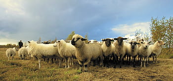 herd, sheep, grass field, animal, photography, lambs, animals, ram, flock, farm, farmer