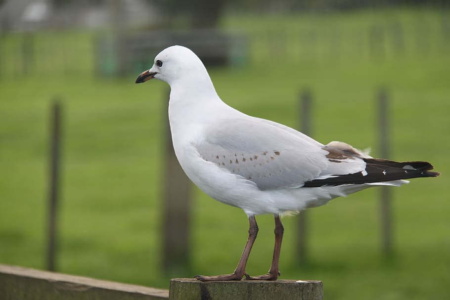 albatrosz, madár, sirály, állati témák, vadon élő állatok, állati vadvilág, egy állat, összpontosít az előtérre