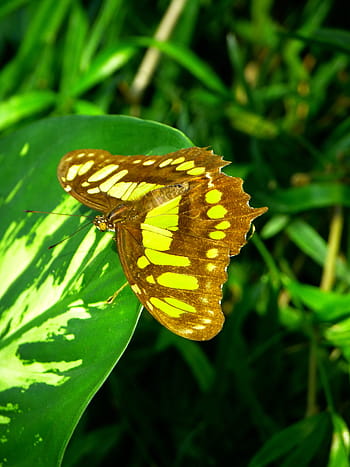 papillon, voler, insecte, animal, papillon malachite, siproeta stelenes, papillon nymphalis, papillon papillon, papilio dhiman, papillon victorina, malachite