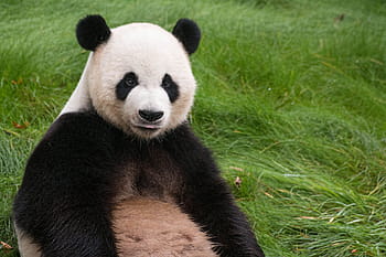 sitting, green, grass, daytime, Panda, green grass, animal, asia, cute, mammal, zoo