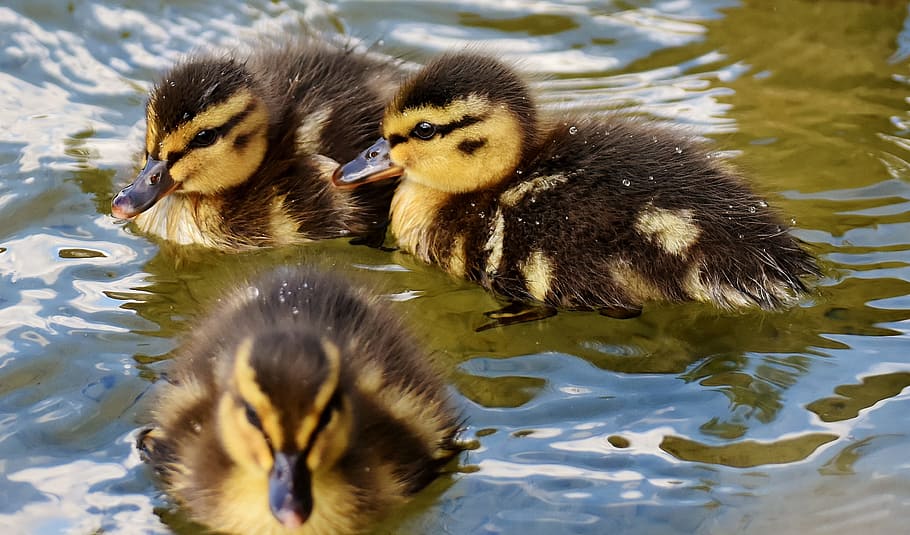 Mallards, Chicks, Swim, Small, baby, cute, sweet, funny, water bird, feather, plumage