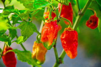 ghost pepper, hot, scoville units