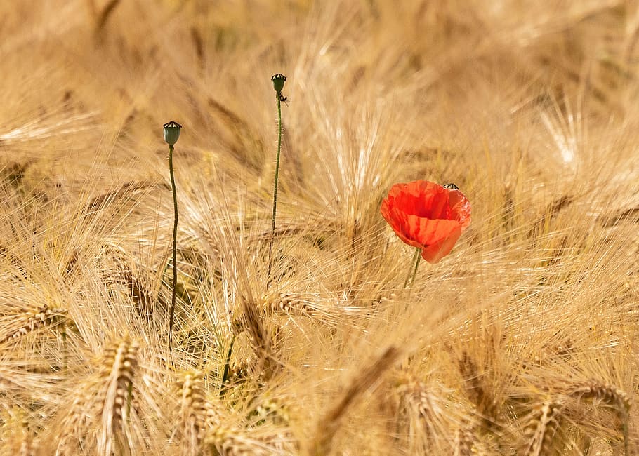 mák, květ, obilné pole, ječmen, připraven ke sklizni, Zlatá žlutá, špice, stíny, kapslí máku, Červené, klatschmohn