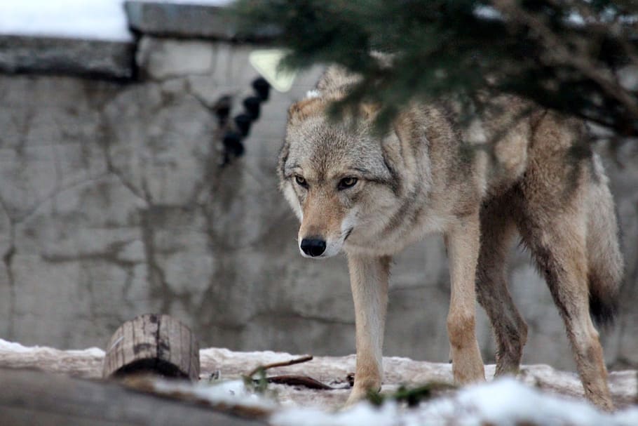 浅い、 フォーカス写真、 孤独、 オオカミ、 灰色オオカミ、 canis lupus、 普通のオオカミ、 捕食者、 危険な動物、 動物園、 危険