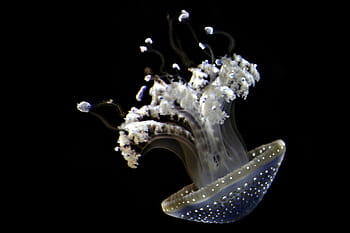 white, gray, jelly fish, jellyfish, aquarium, ocean, underwater, water, animal, sea animal, sea