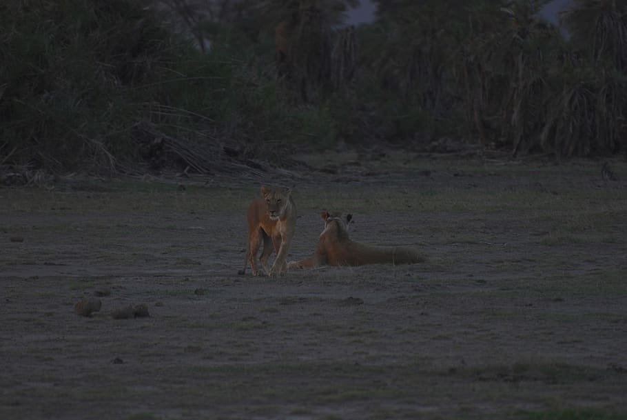 lions, dusk, lion, sunset, nature, landscape, africa, kenya, safari, travel, wilderness