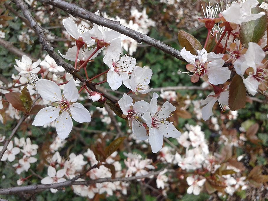 Plumb, Spring, Bloom, spring, bloom, flower, fragility, tree, white color, blossom, beauty in nature