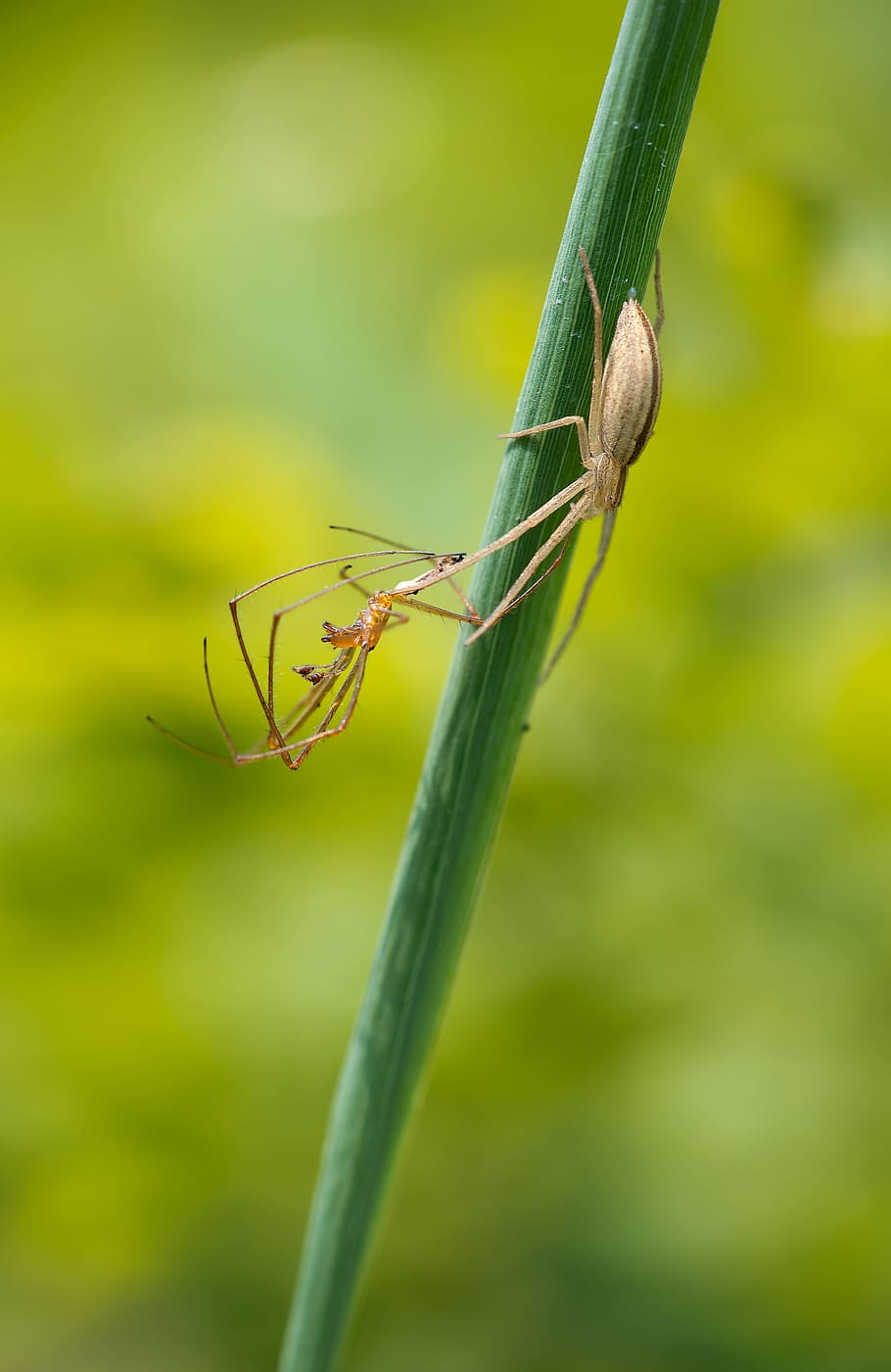 tibellus oblongus, chůze, pavouk, chůze pavouk, ženský, tetragnatha, pavouk strecker, kořist, lovec, stéblo, Příroda
