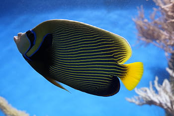 close-up photo, yellow, blackand, blue, tang fish, emperor angelfish, angelfish, fish, aquarium, water creature, underwater world