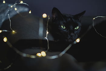 mascota, animal, gato, gato negro, luces de hadas, negro, hadas, luces