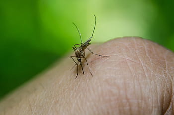 black, mosquito bites, human, finger, focus photography, Bug, Plants, Insect, Leaf, Nature, macrophotography