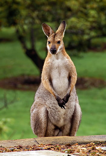 kangaroo, standing, trees, Rednecked Wallaby, Australia, wallaby, queensland, marsupial, wild, animal wildlife, one animal