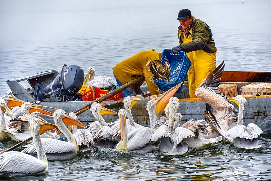 pelicans, lake, fishers, boat, fisherman, fishing, nature, people