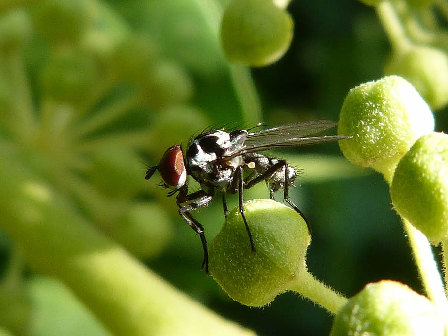 selektivní, zaostřovací fotografie, létat, rostlina, obtíž, botfly, ovád