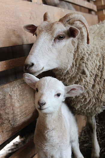 sheep, lamb, baby sheep, mama sheep, wool, animal, farm, farm animal, flock, farming, livestock