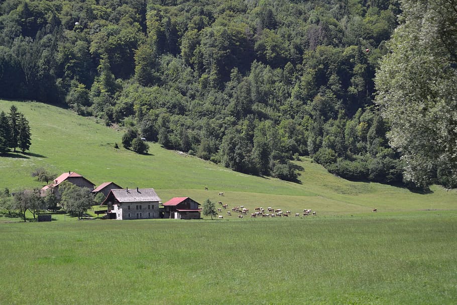 Francie, pole, vesnice, staré karty, perspektivní, rolnická dívka, město, žena, vinobraní, lidé, Paříž