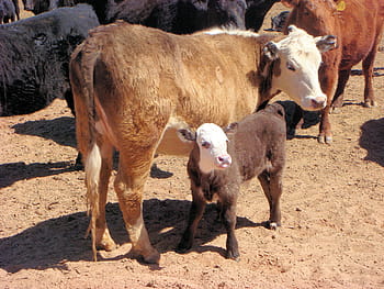 calf, cow, little calf, cattle, animals, nature, countryside, peasant, farm