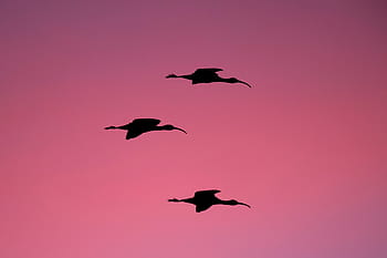 silhouette, tre, uccelli, volo, d'oro, ora, lungo, a becco, uccello, volante, foto