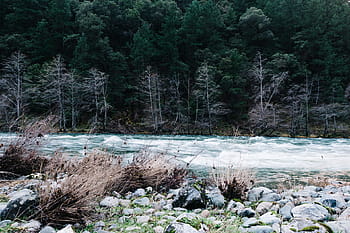 jezero, zelená, listy stromů, zelený list, kadeř, Černá, tráva, šedá, řek, kameny, stromy