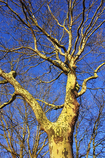 platanus, plane tree, plane, sycamore, tree, trunk, bark, green bark, branch, bare tree, winter tree