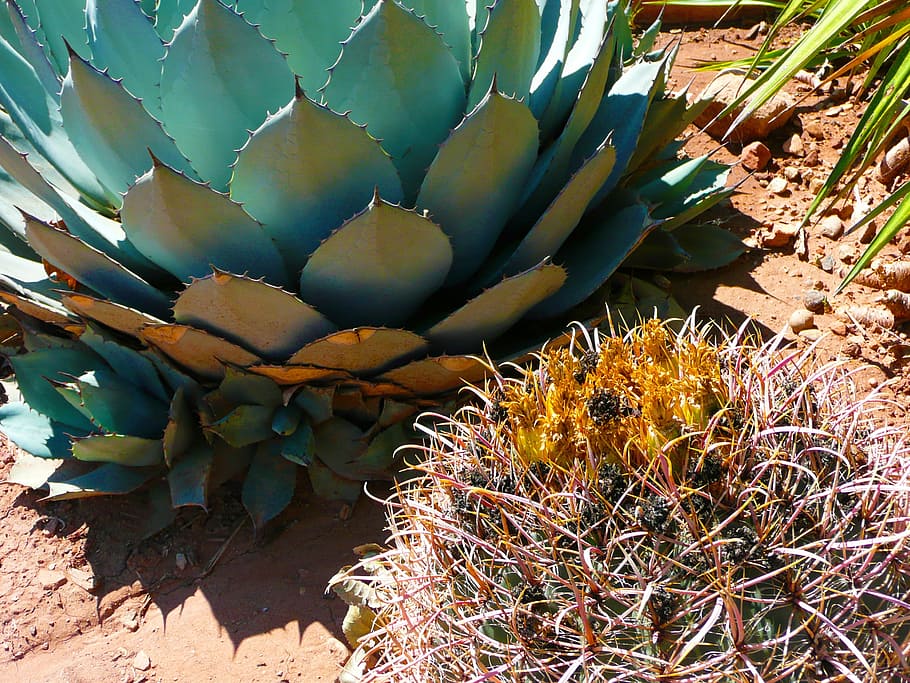 Cactus, Agave, Pita, Natural, Blossom, bloom, botanical, organic, stem, botany, herb