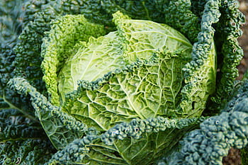 zelené zelí, savoy, Kadeřávek, welsch karbonát, welsch bylina, zelí, zelenina, jídlo, vitamíny, zdravý, jíst