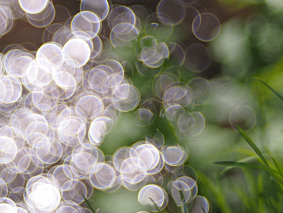 bokeh photography, plant, nature, live, defocused, abstract, backgrounds, shiny, celebration