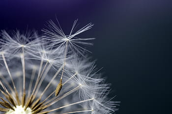 dandelion, seeds, plants, nature, macro, close, wind, umbrella