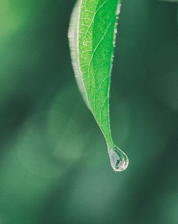green, leaf, blur, nature, rain, drop, plant