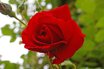red rose, rose, blossom, bloom, rose bloom, fragrance, beauty, summer, rose breeding, nature, love
