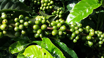 green fruits, coffee, coffee tree, fruit, plantation