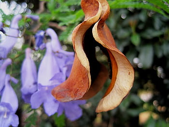 Jakaranda, Split, Open, Brown, jakaranda seedod, split open, spreading seed, purple petals, new life, reproduce, plant