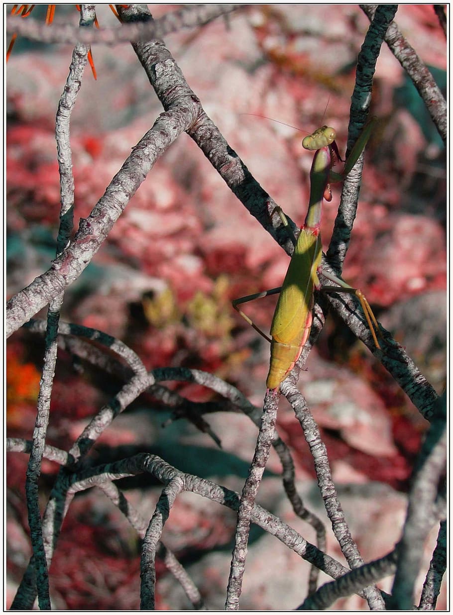 Insects, Animals, Invertebrates, mantis religiosa, plant, growth, branch, nature, close-up