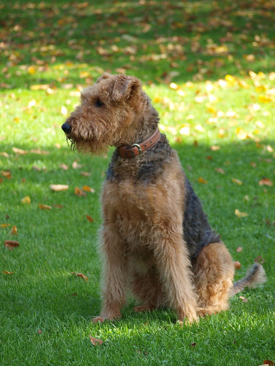 الكلب، airedale، مرج