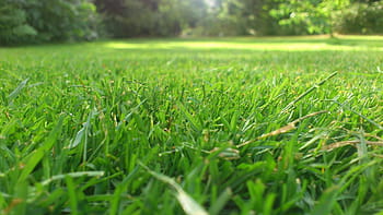 fotografia a macroistruzione, campo di prato, corsa, giardino, falciare, erba, falciato, prato, verde